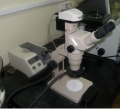 Stereo microscope Olympus SZ11 with digital camera Promicra