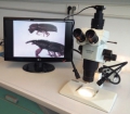 Zoom stereo microscope with digital camera